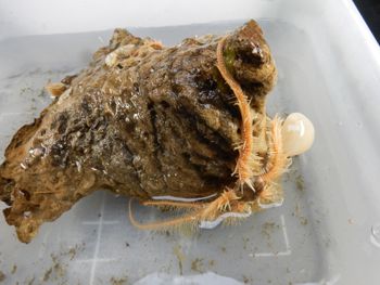 Media type: image;   Invertebrate Zoology 139334